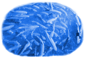 Rainbow Trout Klamath Falls Adjudication Klamath Basin Water Rights News
