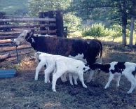 Oregon Beef Cattle