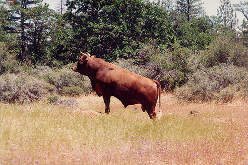 Bull on Lease.jpg