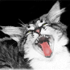 Professional Cartoonists, Professional Book Publishers, Gifts, Comics
